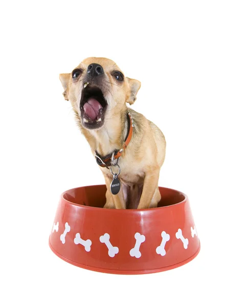Chihuahua gritando en tazón —  Fotos de Stock