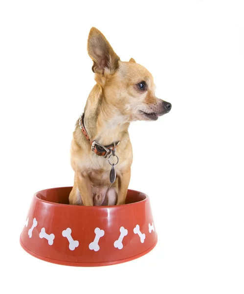 Chihuahua sitting in large bowl — Stock Photo, Image