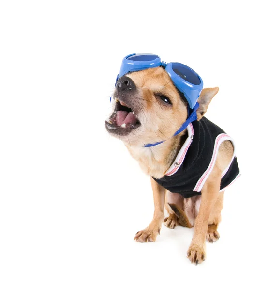Chihuahua dengan kacamata dan jaket — Stok Foto