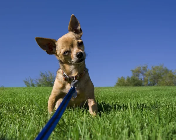 Chihuahua on grassy hill — Stock Photo, Image