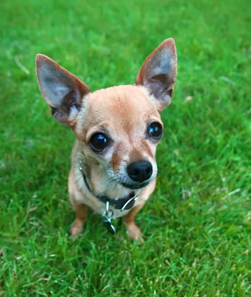 Chihuahua çim — Stok fotoğraf