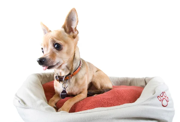 Chihuahua dans le lit pour animaux — Photo