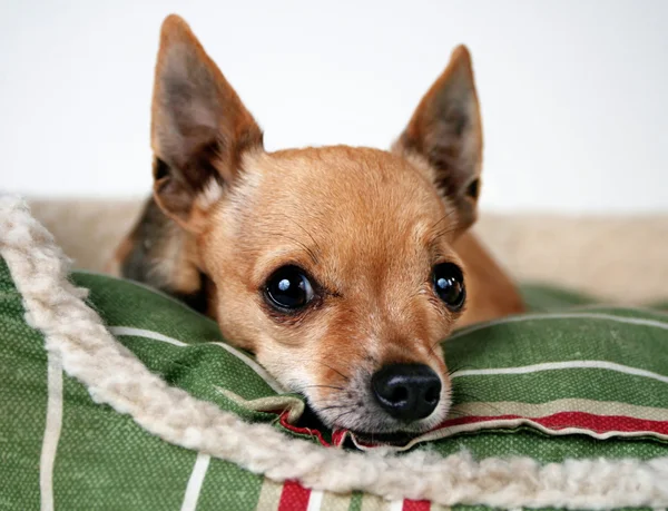 Winziger niedlicher Chihuahua — Stockfoto