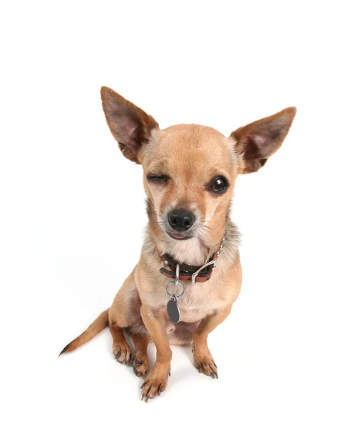 Winziger niedlicher Chihuahua — Stockfoto