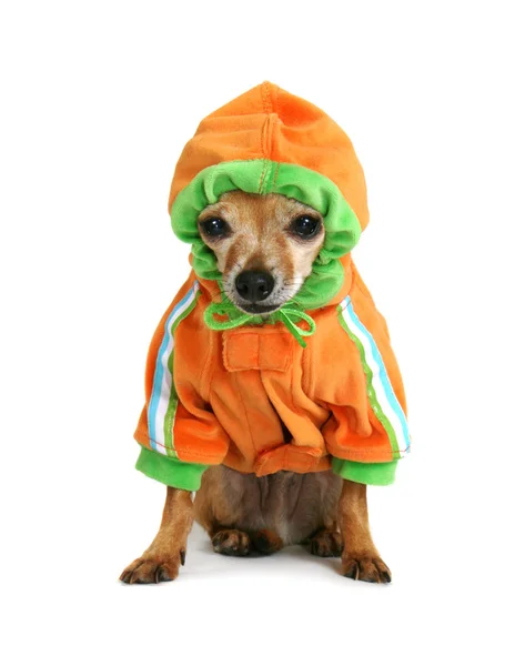 Chihuahua med hoodie — Stockfoto