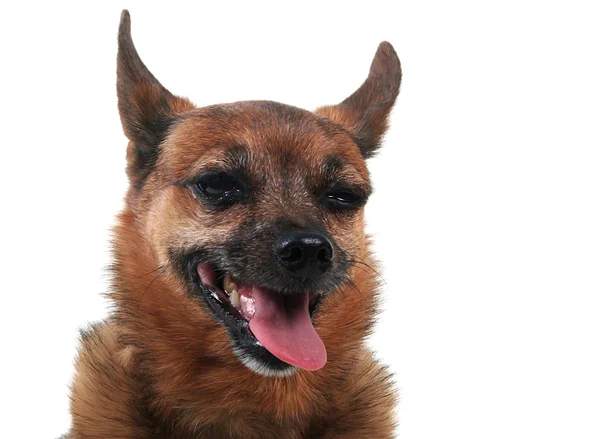 Chihuahua hechelt — Stockfoto