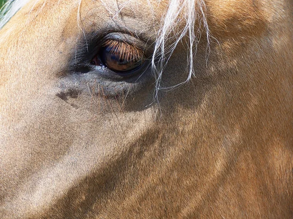 Ojo y cabeza de caballo — Foto de Stock