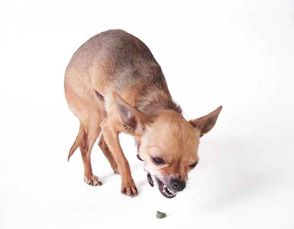 Chihuahua Mangiare Biscotto — Foto Stock