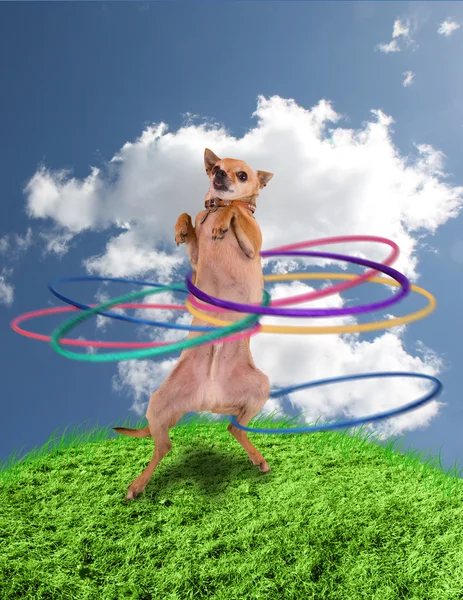 Chihuahua za pomocą Hula-hoop — Zdjęcie stockowe