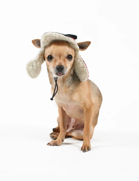 Chihuahua mit Jagdmütze — Stockfoto