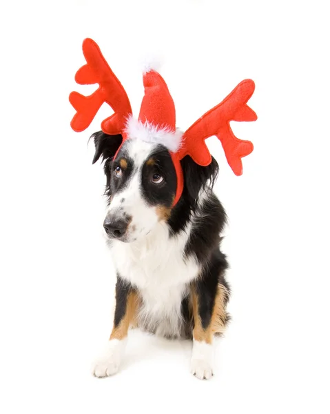Ren geyiği boynuzları giyinmiş köpek — Stok fotoğraf