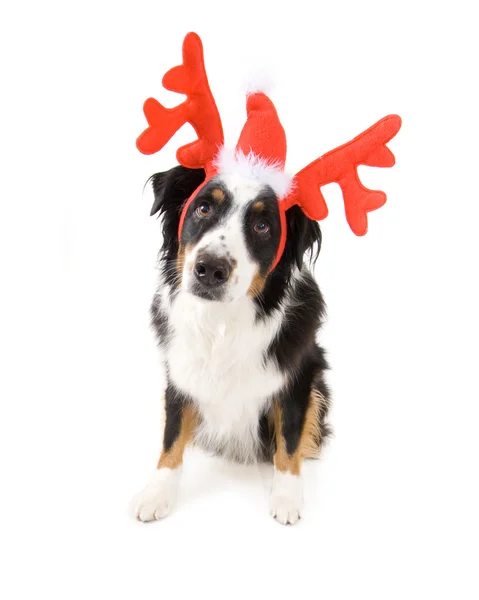 Dog dressed in reindeer antlers — Stock Photo, Image