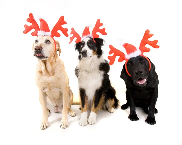 Dogs dressed in reindeer antlers — Stock Photo, Image