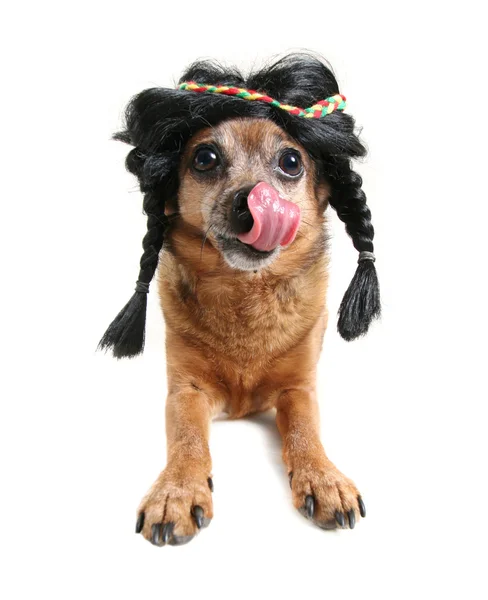 Dog dressed up as indian — Stock Photo, Image