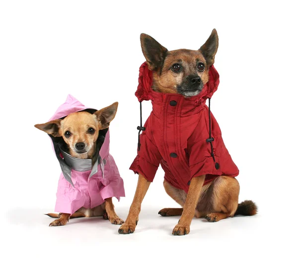 Cães pequenos vestidos com jaquetas — Fotografia de Stock