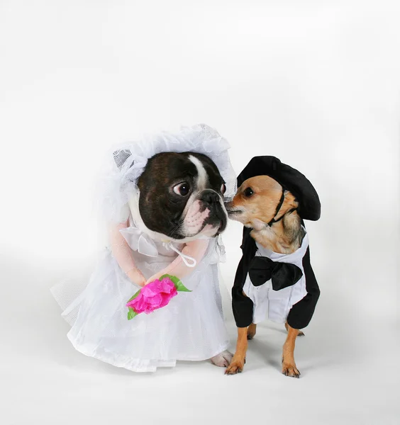 Dogs getting married — Stock Photo, Image