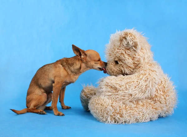 Chihuahua küsst Teddybär — Stockfoto