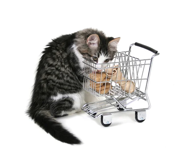 Kattunge med kundvagn — Stockfoto