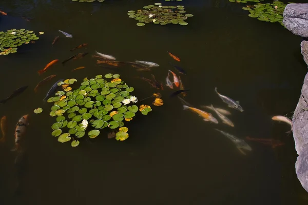 Koi-Teich mit vielen Fischen — Stockfoto