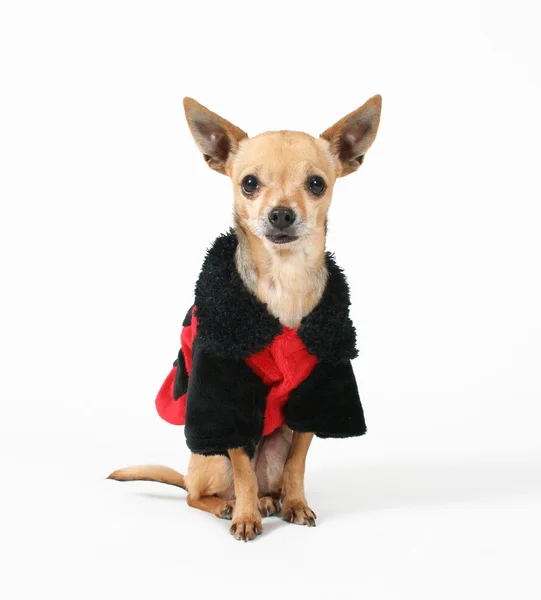 Chihuahua en manteau de coccinelle — Photo