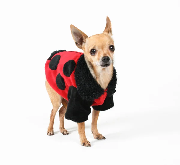 Chihuahua in ladybug coat — Stock Photo, Image