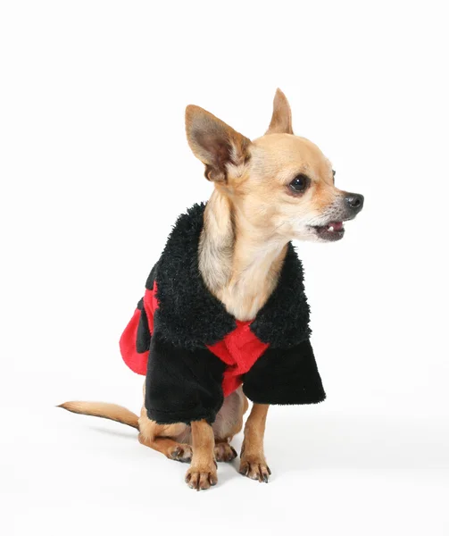 Chihuahua uğur böceği ceket — Stok fotoğraf