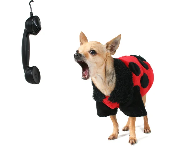 Chihuahua in ladybug coat — Stock Photo, Image