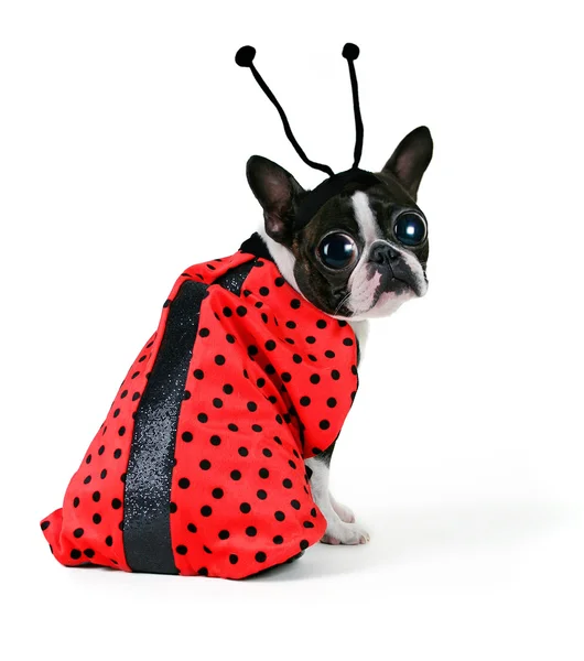 Dog in ladybug coat — Stockfoto