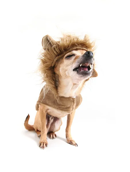 Chihuahua em traje de leão — Fotografia de Stock