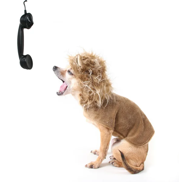 Chihuahua falando ao telefone — Fotografia de Stock
