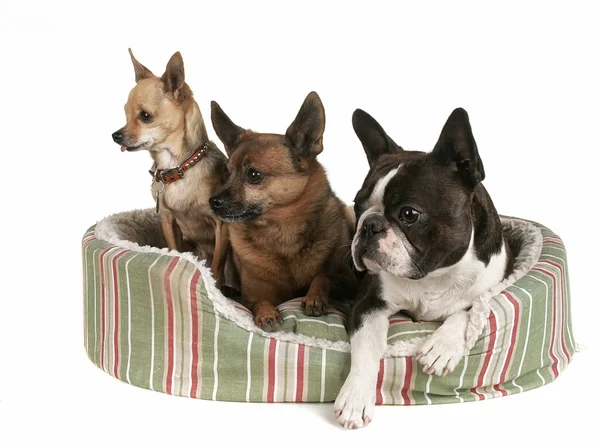 Tres perros compartiendo cama de mascotas — Foto de Stock