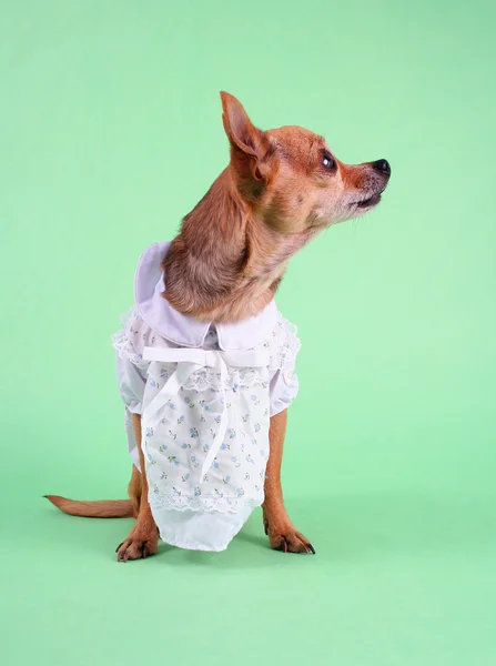 Chihuahua in dress — Stock Photo, Image
