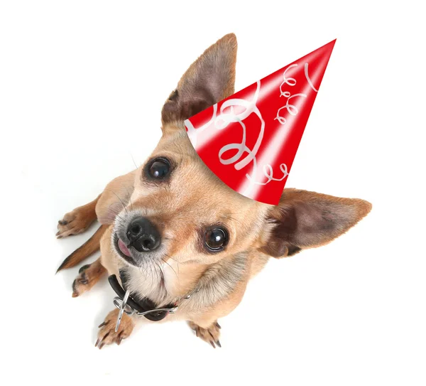 Chihuahua with birthday hat — Stock Photo, Image