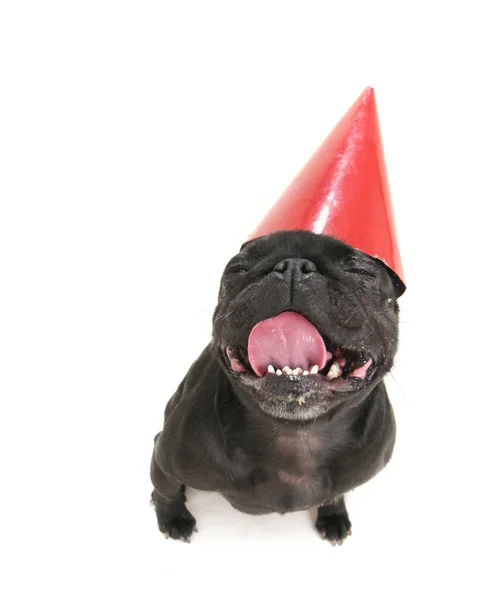 Pug chien avec chapeau d'anniversaire — Photo