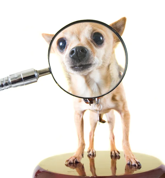 Hund med förstoringsglas — Stockfoto