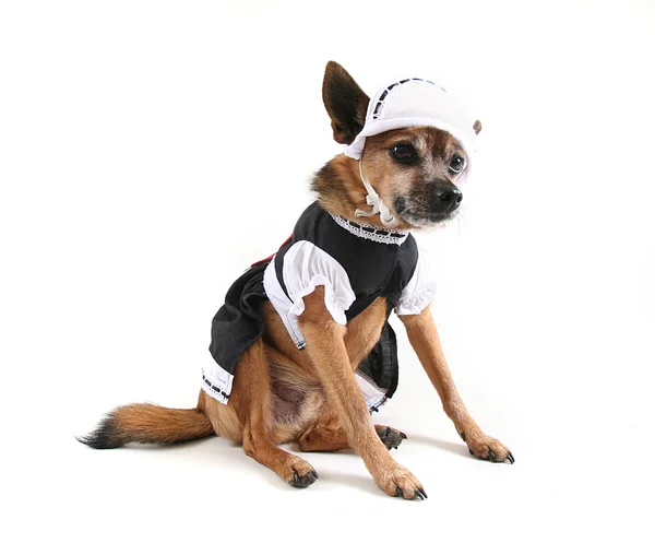 Hond verkleed als dienstbode — Stockfoto
