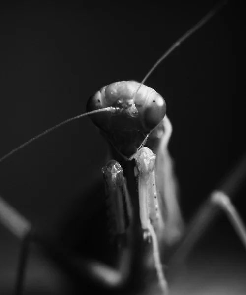 Gottesanbeterin — Stockfoto