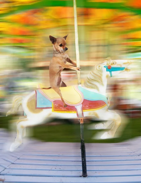 Chihuahua en alegre dar la vuelta — Foto de Stock