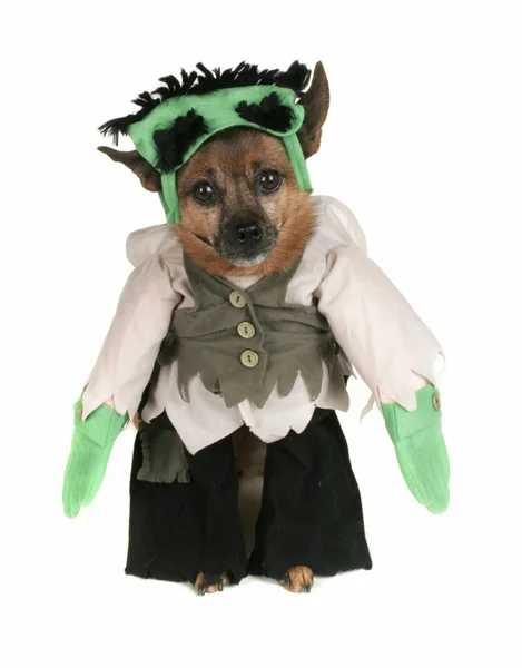 Hund klädd som frankenstein — Stockfoto