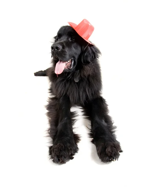Gran perro de Terranova —  Fotos de Stock