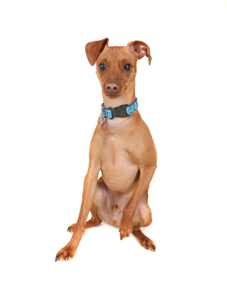 Min pin with blue collar — Stock Photo, Image