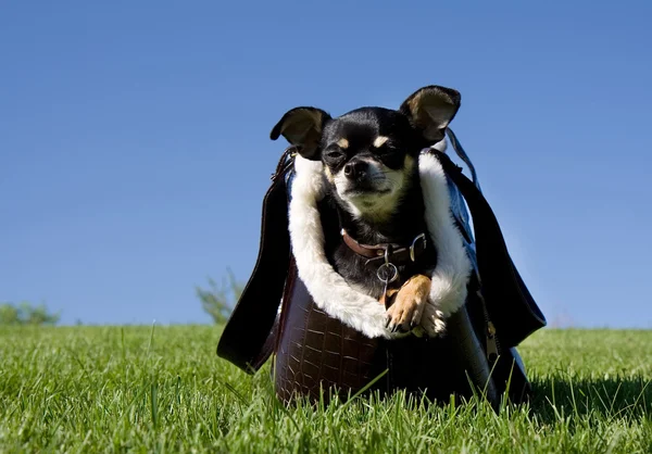 Winziger Chihuahua im Portemonnaie — Stockfoto