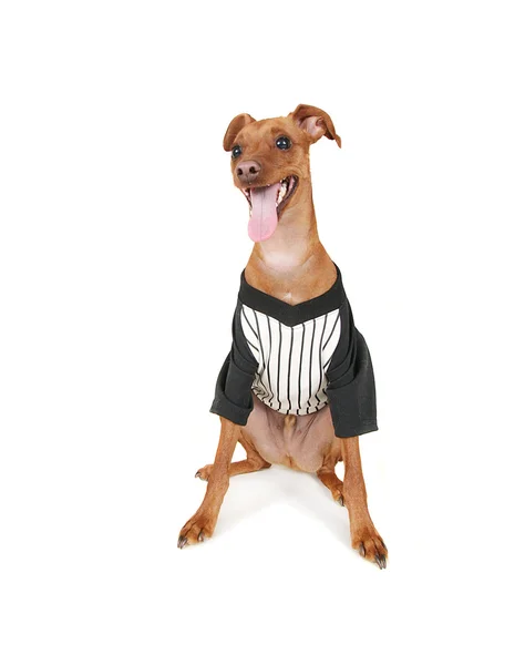 Hund med baseball jersey — Stockfoto