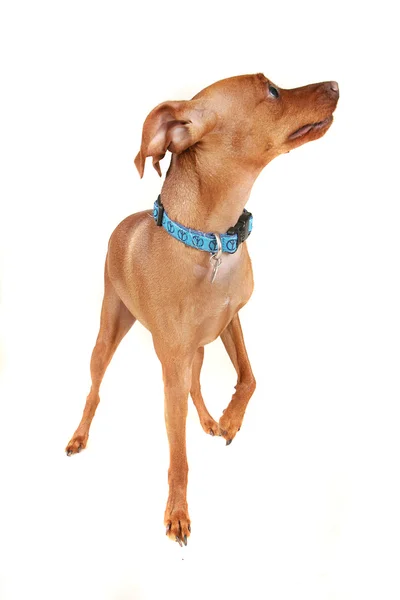 Min pin with blue colar — Stock Photo, Image
