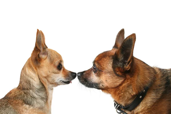 Dois cães cabeça a cabeça — Fotografia de Stock
