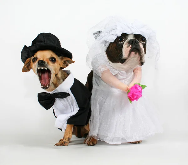 Düğün kıyafetleri içinde iki köpek — Stok fotoğraf