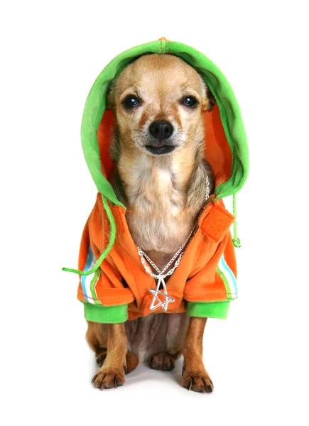 Chihuahua med jacka — Stockfoto