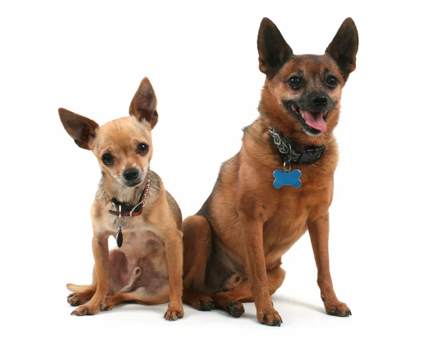 Hundar som sitter bredvid varandra — Stockfoto