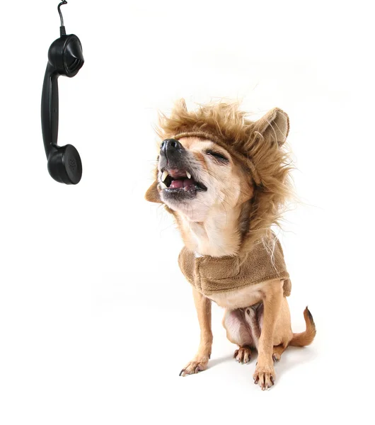 Chihuahua falando ao telefone — Fotografia de Stock