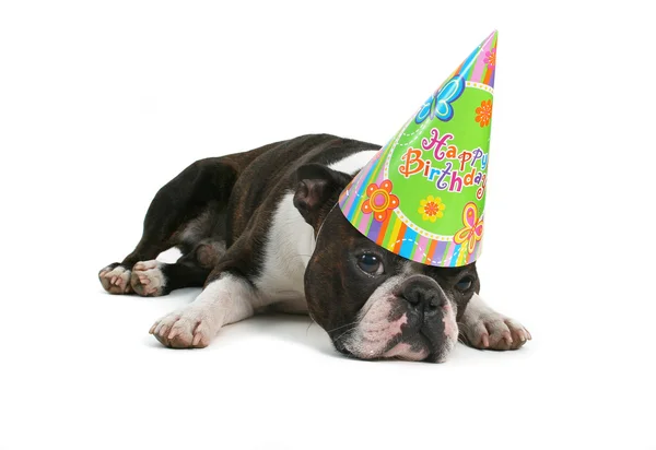 Boston terrier con sombrero de cumpleaños — Foto de Stock